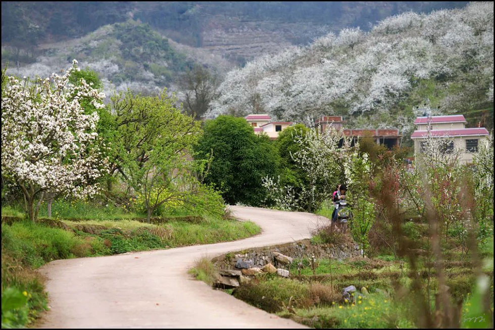 【春天,广西桂林灌阳县向您发出邀请!】我们在灌阳看梨花 - 游山玩水 - 吐鲁番生活社区 - 吐鲁番28生活网 tlf.28life.com