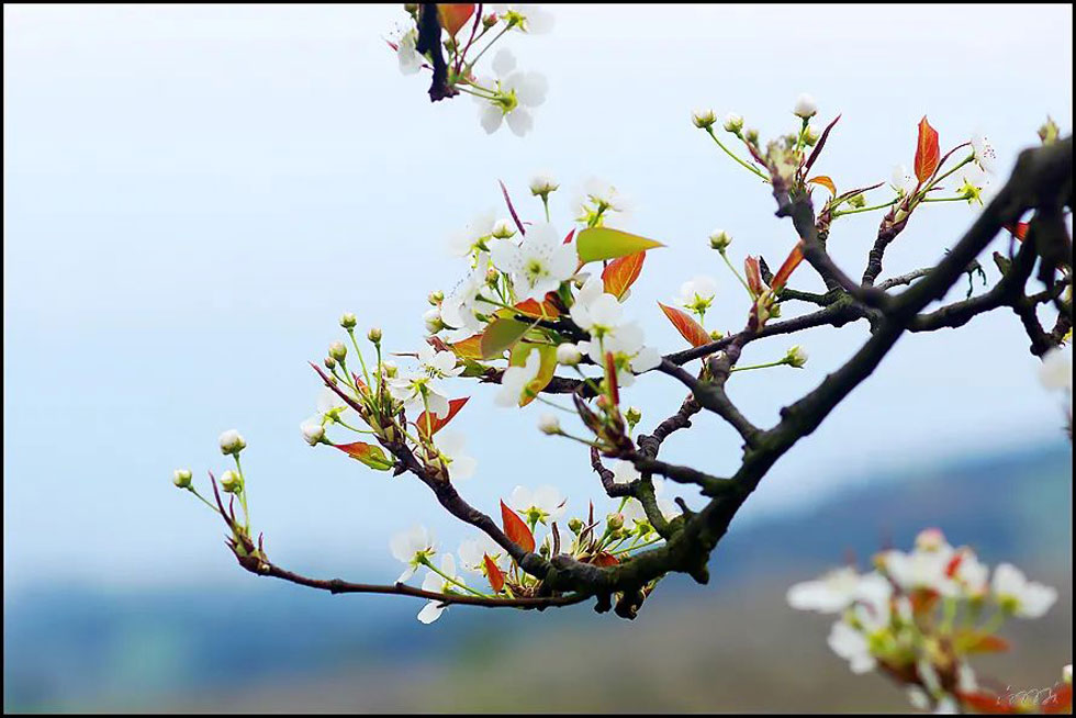 【春天,广西桂林灌阳县向您发出邀请!】我们在灌阳看梨花 - 游山玩水 - 吐鲁番生活社区 - 吐鲁番28生活网 tlf.28life.com