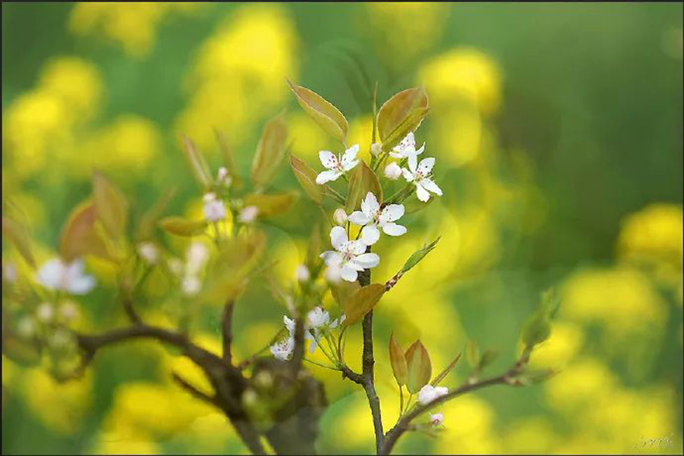 【春天,广西桂林灌阳县向您发出邀请!】我们在灌阳看梨花 - 游山玩水 - 吐鲁番生活社区 - 吐鲁番28生活网 tlf.28life.com