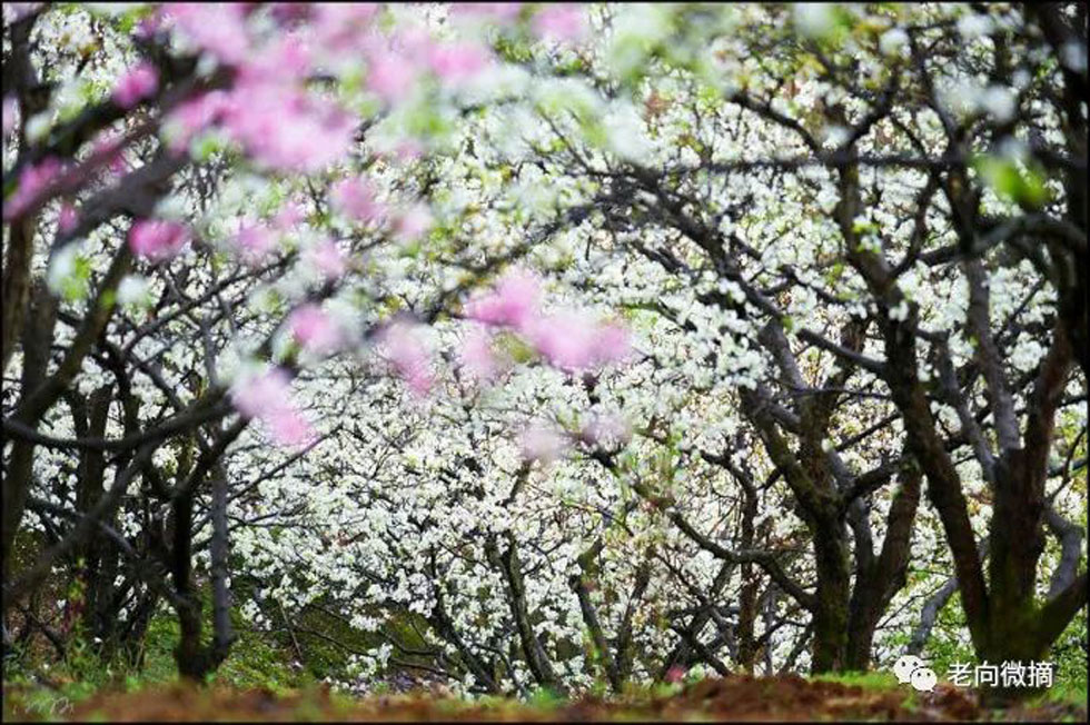 【春天,广西桂林灌阳县向您发出邀请!】我们在灌阳看梨花 - 游山玩水 - 吐鲁番生活社区 - 吐鲁番28生活网 tlf.28life.com