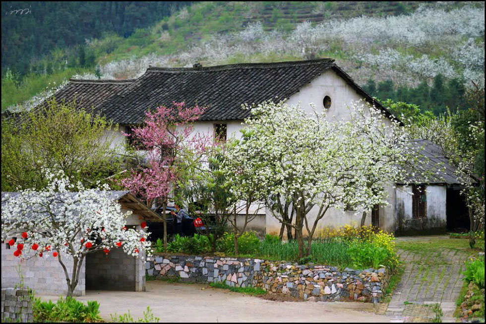 【春天,广西桂林灌阳县向您发出邀请!】我们在灌阳看梨花 - 游山玩水 - 吐鲁番生活社区 - 吐鲁番28生活网 tlf.28life.com