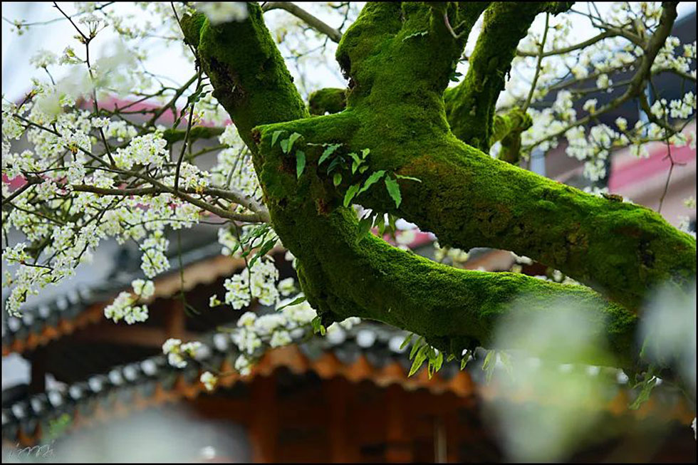 【春天,广西桂林灌阳县向您发出邀请!】我们在灌阳看梨花 - 游山玩水 - 吐鲁番生活社区 - 吐鲁番28生活网 tlf.28life.com