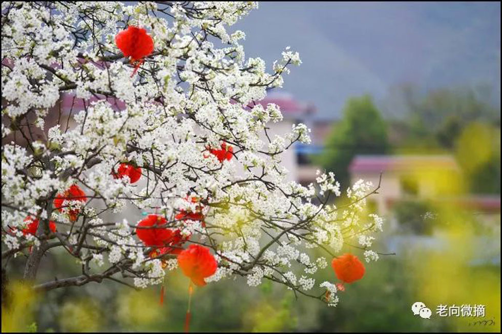 【春天,广西桂林灌阳县向您发出邀请!】我们在灌阳看梨花 - 游山玩水 - 吐鲁番生活社区 - 吐鲁番28生活网 tlf.28life.com