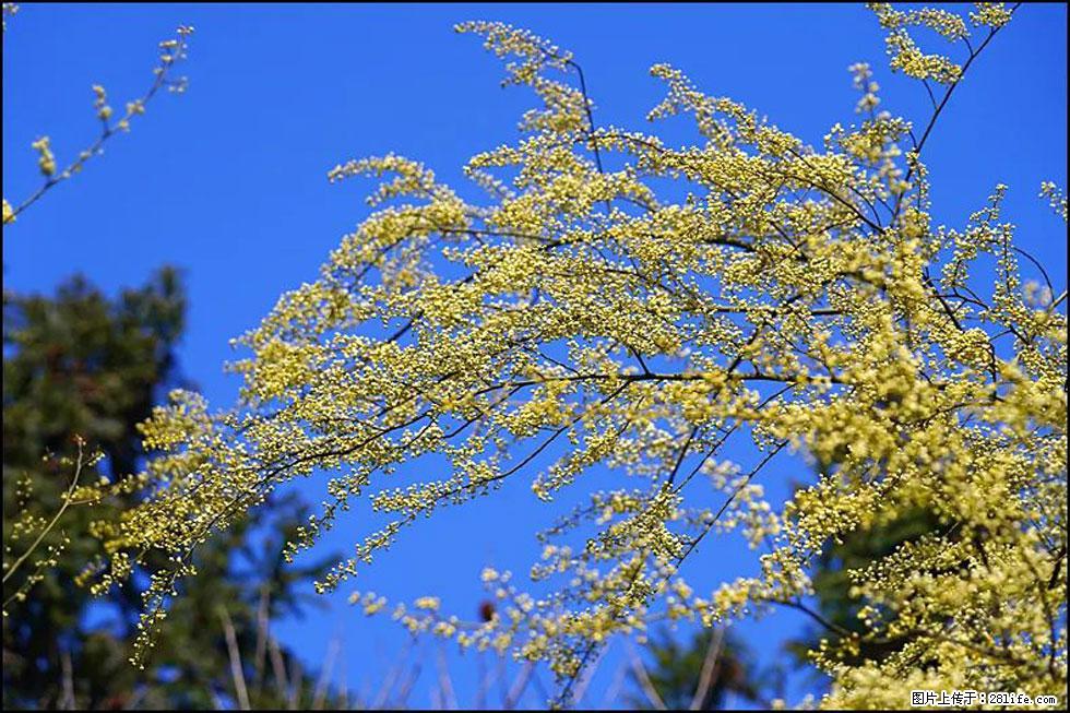 【春天,广西桂林灌阳县向您发出邀请!】米珠山前有片山苍子花在飘香 - 游山玩水 - 吐鲁番生活社区 - 吐鲁番28生活网 tlf.28life.com