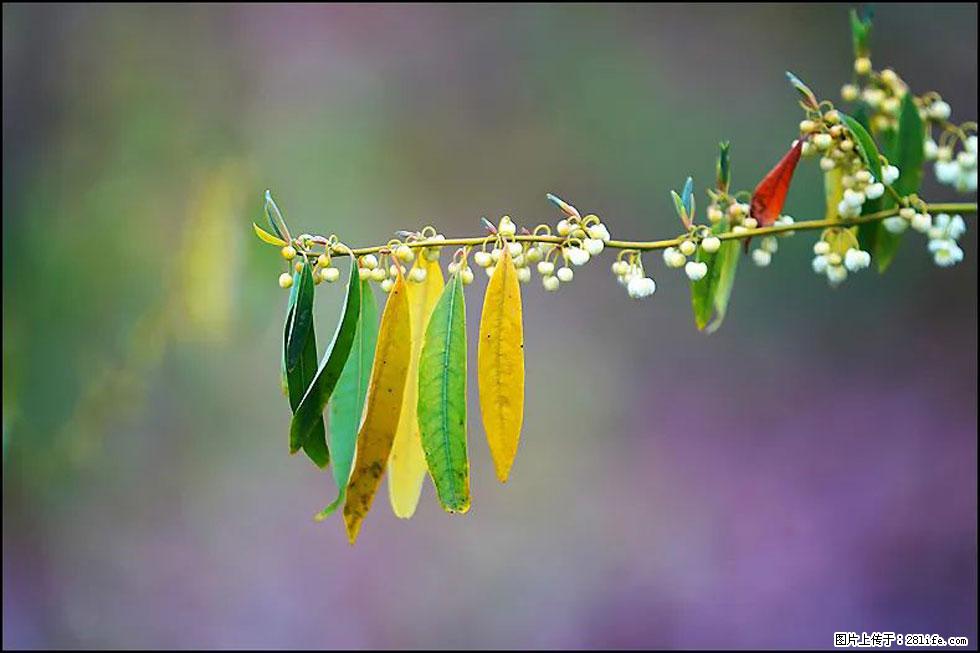 【春天,广西桂林灌阳县向您发出邀请!】米珠山前有片山苍子花在飘香 - 游山玩水 - 吐鲁番生活社区 - 吐鲁番28生活网 tlf.28life.com