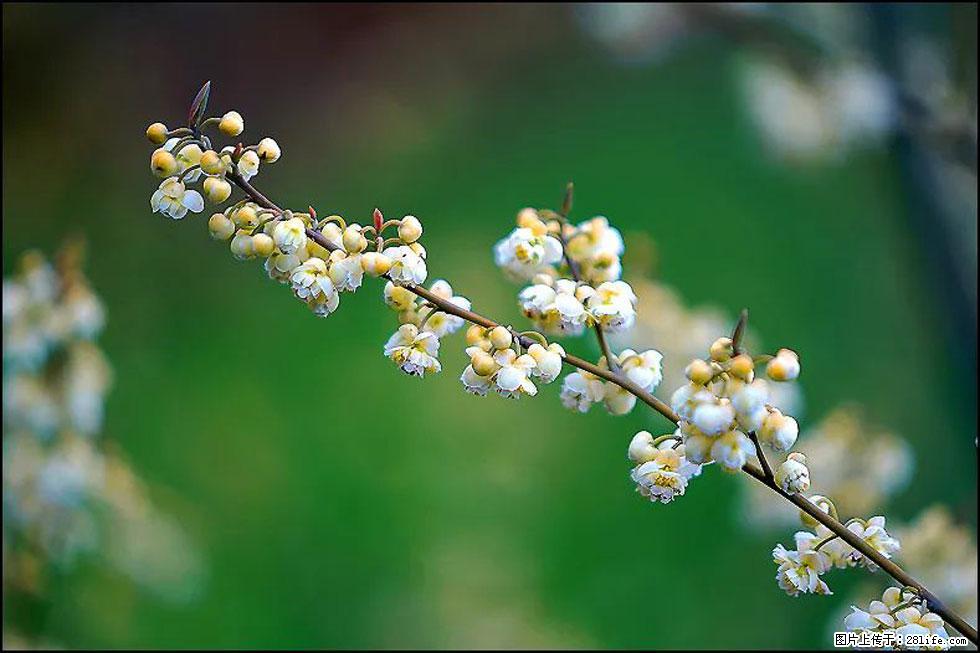 【春天,广西桂林灌阳县向您发出邀请!】米珠山前有片山苍子花在飘香 - 游山玩水 - 吐鲁番生活社区 - 吐鲁番28生活网 tlf.28life.com