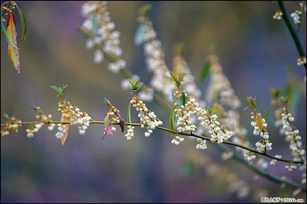 【春天,广西桂林灌阳县向您发出邀请!】米珠山前有片山苍子花在飘香 - 游山玩水 - 吐鲁番生活社区 - 吐鲁番28生活网 tlf.28life.com