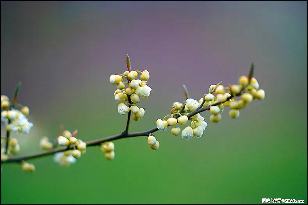【春天,广西桂林灌阳县向您发出邀请!】米珠山前有片山苍子花在飘香 - 游山玩水 - 吐鲁番生活社区 - 吐鲁番28生活网 tlf.28life.com