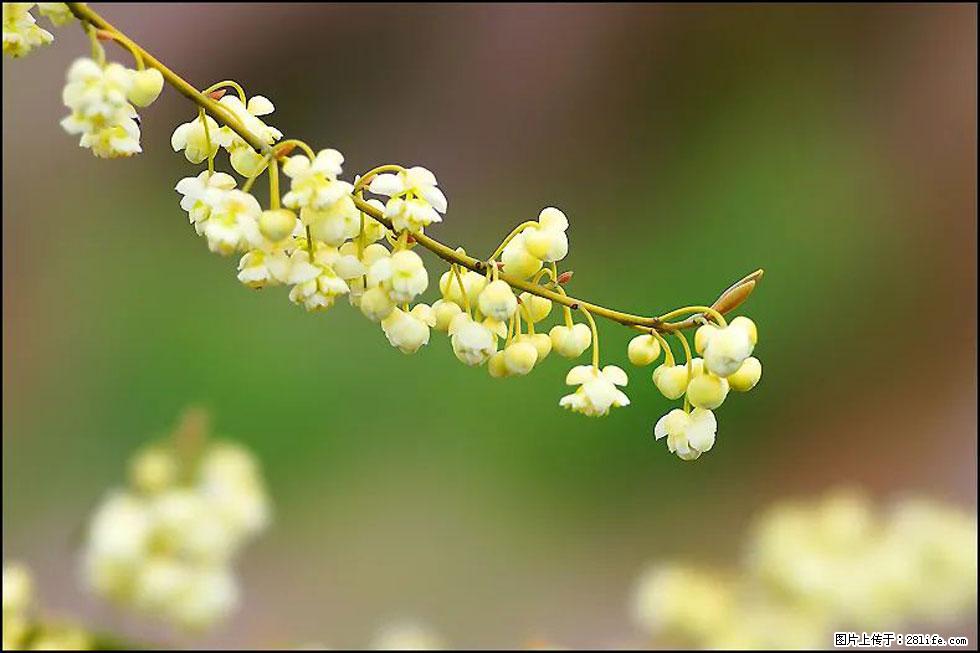 【春天,广西桂林灌阳县向您发出邀请!】米珠山前有片山苍子花在飘香 - 游山玩水 - 吐鲁番生活社区 - 吐鲁番28生活网 tlf.28life.com