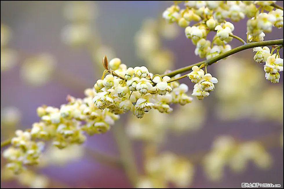 【春天,广西桂林灌阳县向您发出邀请!】米珠山前有片山苍子花在飘香 - 游山玩水 - 吐鲁番生活社区 - 吐鲁番28生活网 tlf.28life.com