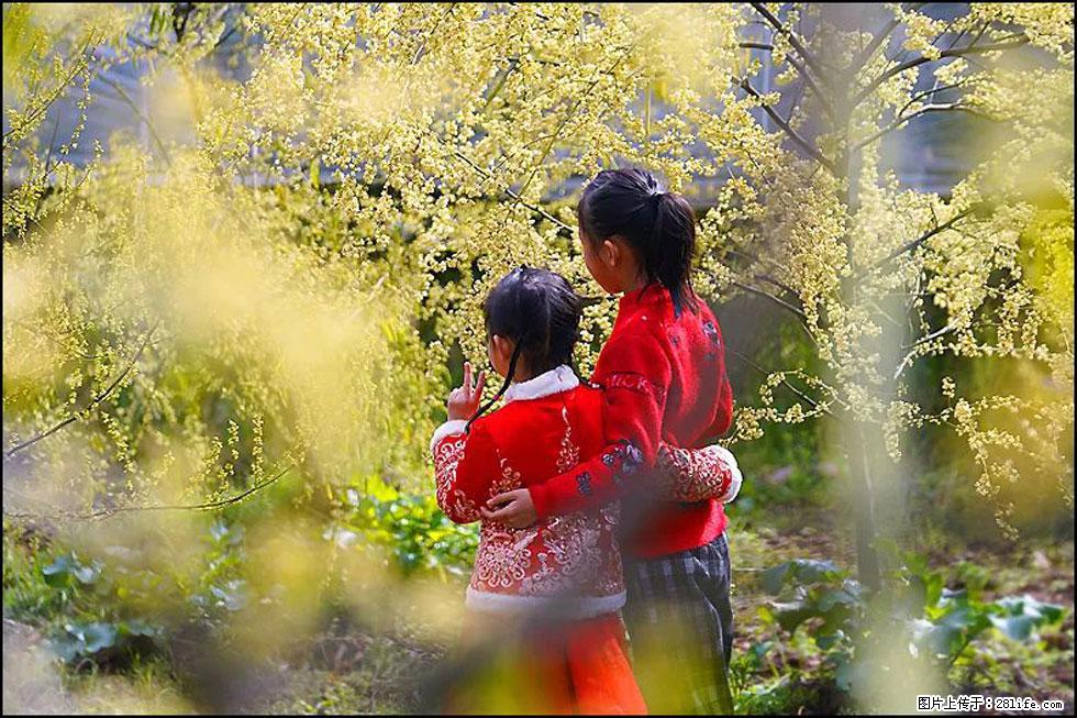 【春天,广西桂林灌阳县向您发出邀请!】米珠山前有片山苍子花在飘香 - 游山玩水 - 吐鲁番生活社区 - 吐鲁番28生活网 tlf.28life.com