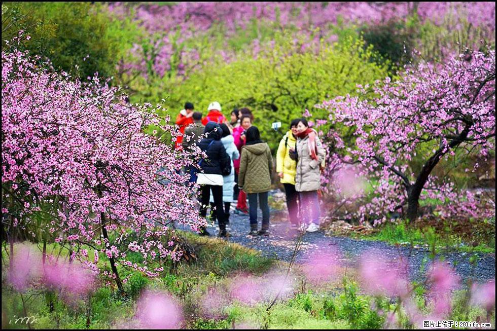 【春天,广西桂林灌阳县向您发出邀请!】官庄村有个醉美的桃花园 - 游山玩水 - 吐鲁番生活社区 - 吐鲁番28生活网 tlf.28life.com