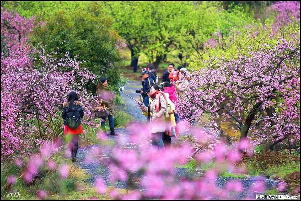 【春天,广西桂林灌阳县向您发出邀请!】官庄村有个醉美的桃花园 - 游山玩水 - 吐鲁番生活社区 - 吐鲁番28生活网 tlf.28life.com