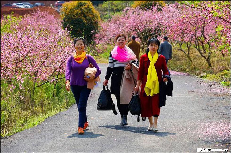 【春天,广西桂林灌阳县向您发出邀请!】官庄村有个醉美的桃花园 - 游山玩水 - 吐鲁番生活社区 - 吐鲁番28生活网 tlf.28life.com