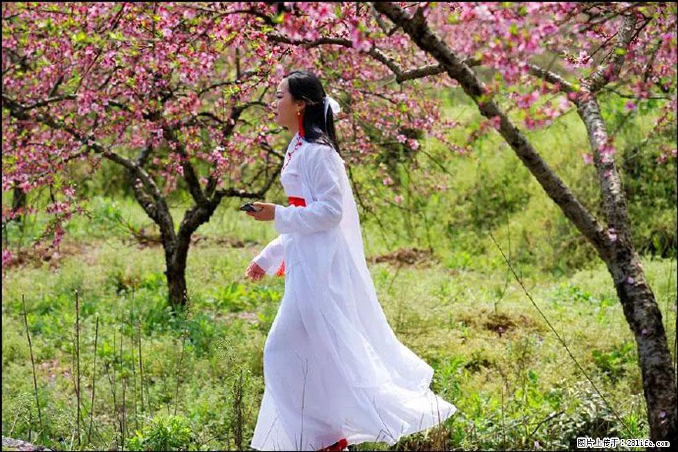 【春天,广西桂林灌阳县向您发出邀请!】官庄村有个醉美的桃花园 - 游山玩水 - 吐鲁番生活社区 - 吐鲁番28生活网 tlf.28life.com