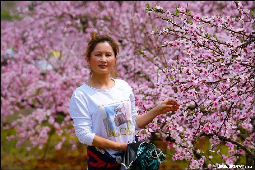 【春天,广西桂林灌阳县向您发出邀请!】官庄村有个醉美的桃花园 - 游山玩水 - 吐鲁番生活社区 - 吐鲁番28生活网 tlf.28life.com
