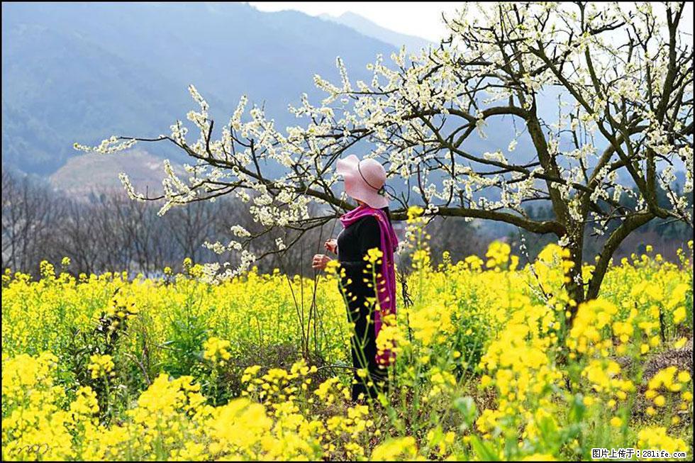 【春天,广西桂林灌阳县向您发出邀请!】长坪村油菜盛情花开 - 游山玩水 - 吐鲁番生活社区 - 吐鲁番28生活网 tlf.28life.com