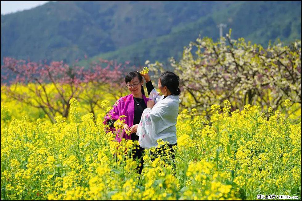 【春天,广西桂林灌阳县向您发出邀请!】长坪村油菜盛情花开 - 游山玩水 - 吐鲁番生活社区 - 吐鲁番28生活网 tlf.28life.com
