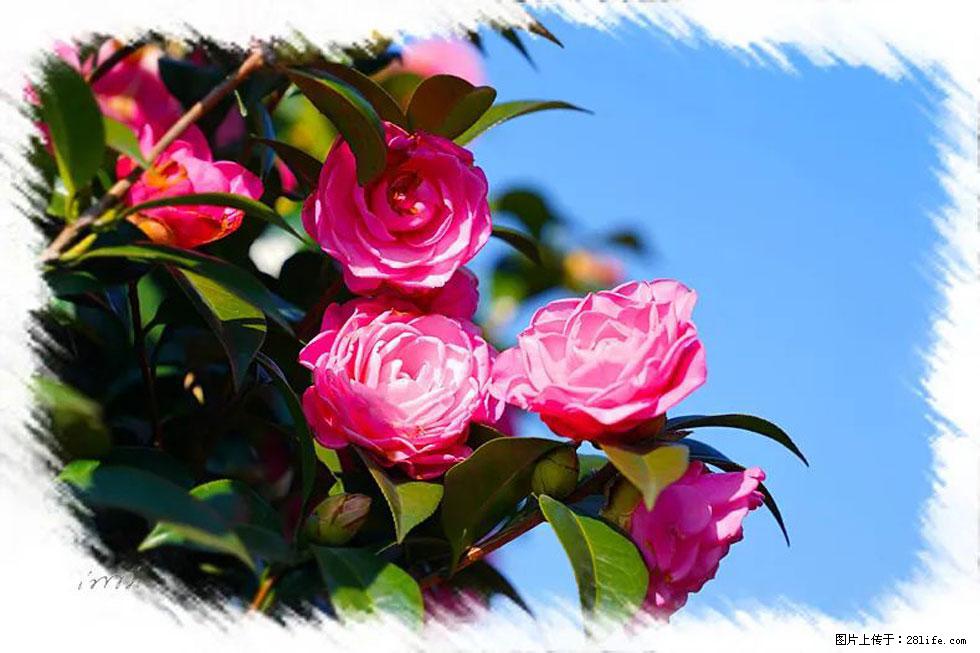 【春天,广西桂林灌阳县向您发出邀请!】杨柳井茶花惹人爱 - 游山玩水 - 吐鲁番生活社区 - 吐鲁番28生活网 tlf.28life.com