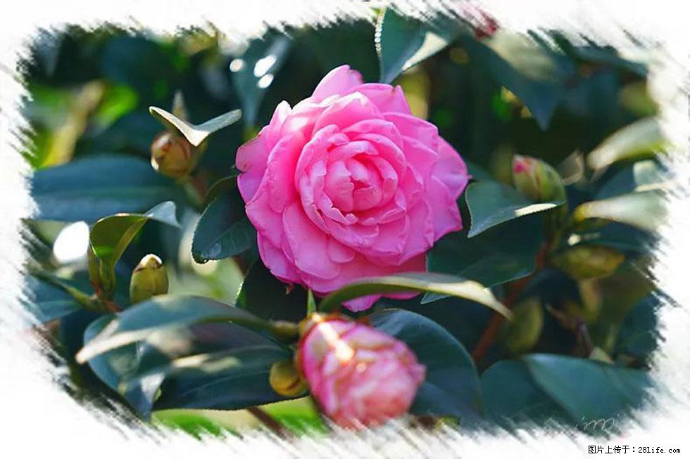 【春天,广西桂林灌阳县向您发出邀请!】杨柳井茶花惹人爱 - 游山玩水 - 吐鲁番生活社区 - 吐鲁番28生活网 tlf.28life.com