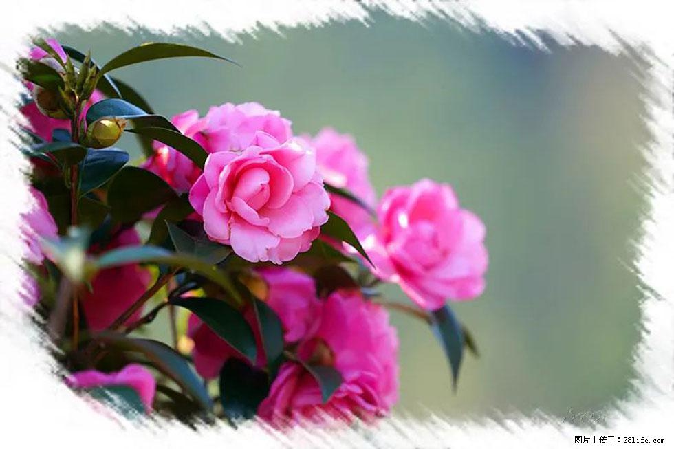 【春天,广西桂林灌阳县向您发出邀请!】杨柳井茶花惹人爱 - 游山玩水 - 吐鲁番生活社区 - 吐鲁番28生活网 tlf.28life.com