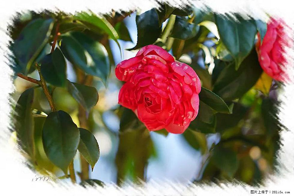 【春天,广西桂林灌阳县向您发出邀请!】杨柳井茶花惹人爱 - 游山玩水 - 吐鲁番生活社区 - 吐鲁番28生活网 tlf.28life.com
