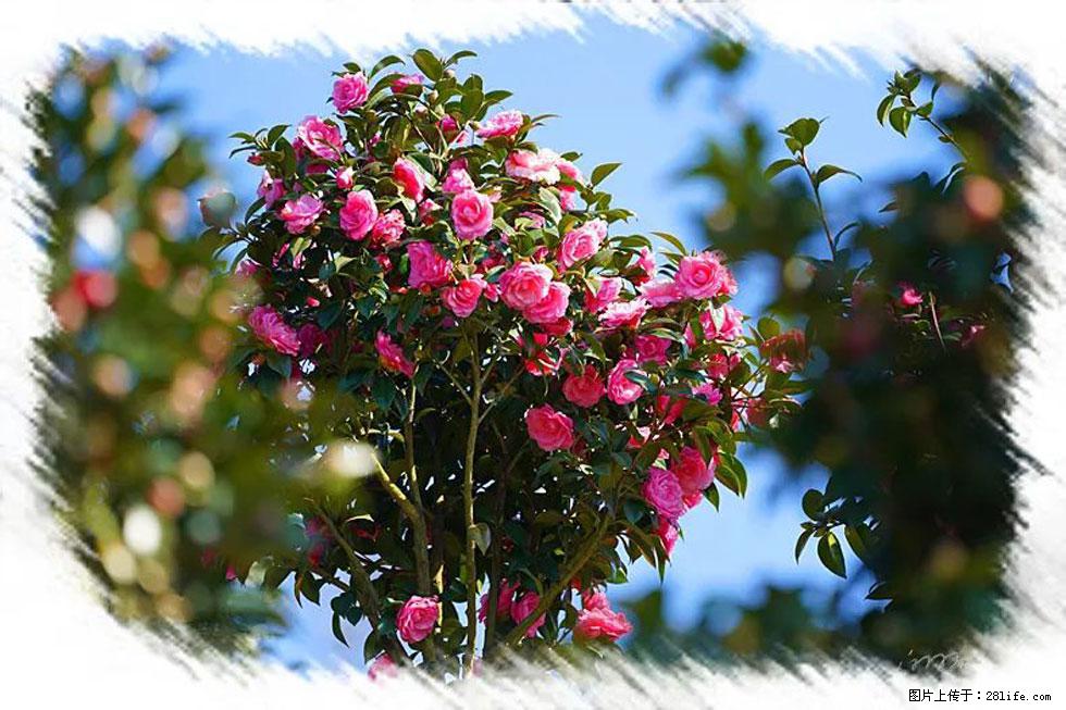 【春天,广西桂林灌阳县向您发出邀请!】杨柳井茶花惹人爱 - 游山玩水 - 吐鲁番生活社区 - 吐鲁番28生活网 tlf.28life.com