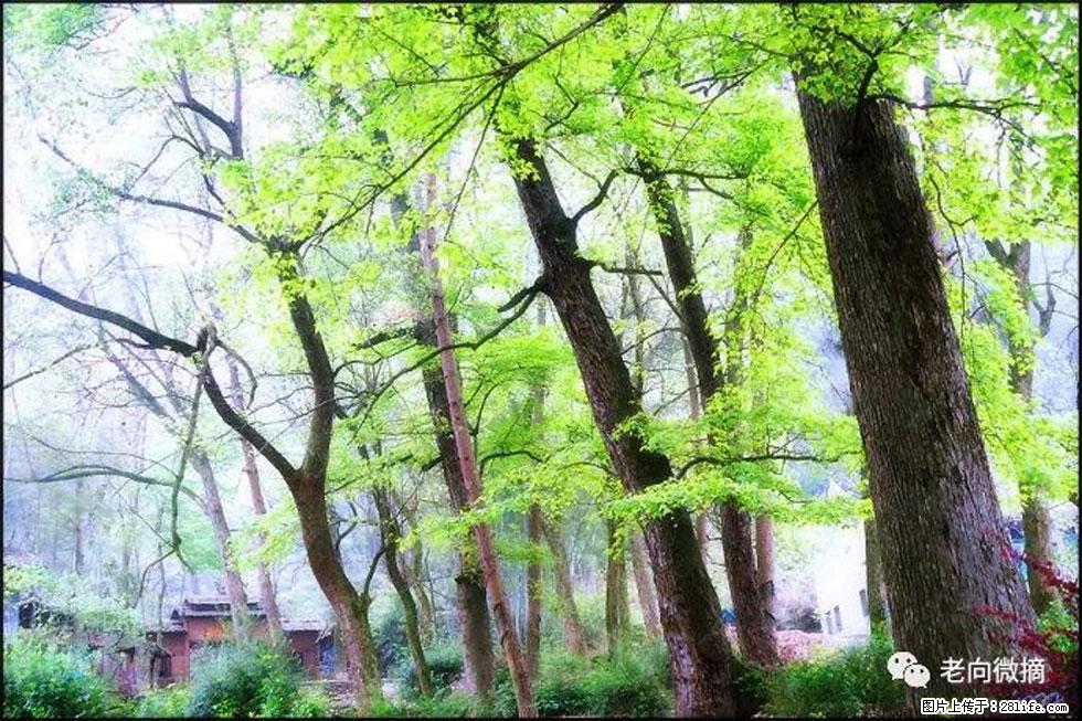 【春天,广西桂林灌阳县向您发出邀请!】在小龙村与春天约会 - 游山玩水 - 吐鲁番生活社区 - 吐鲁番28生活网 tlf.28life.com