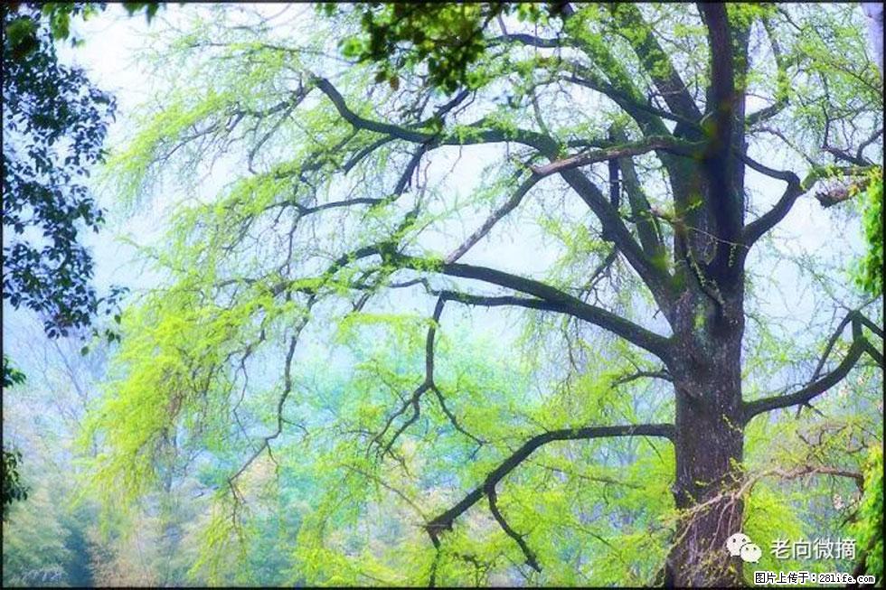 【春天,广西桂林灌阳县向您发出邀请!】在小龙村与春天约会 - 游山玩水 - 吐鲁番生活社区 - 吐鲁番28生活网 tlf.28life.com