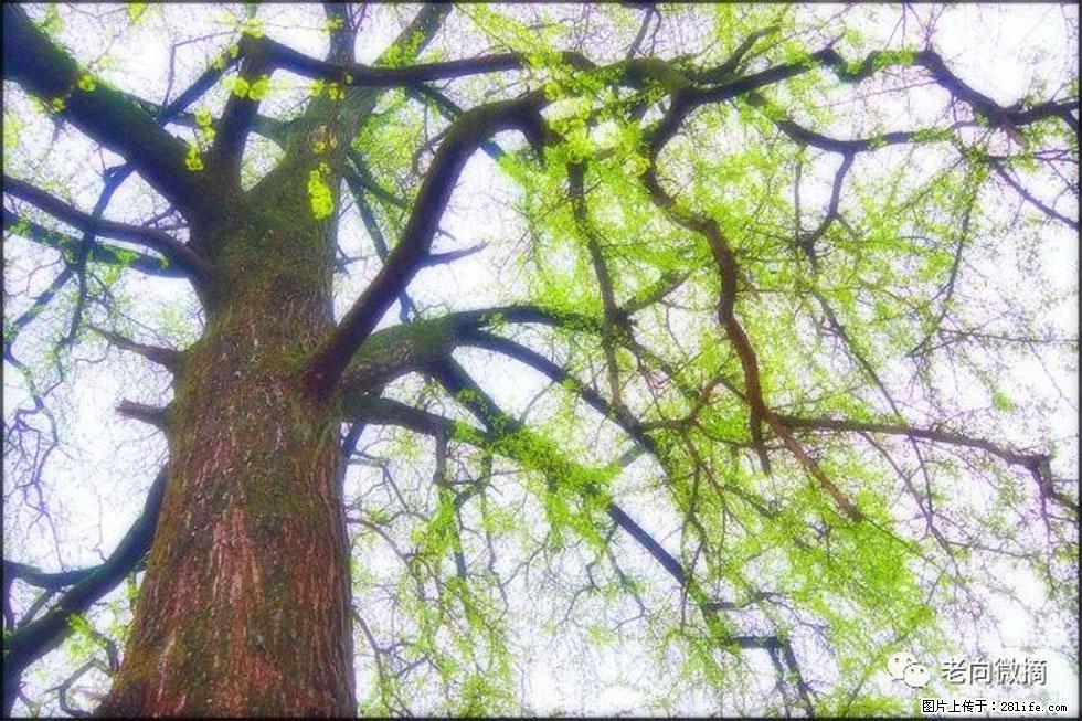 【春天,广西桂林灌阳县向您发出邀请!】在小龙村与春天约会 - 游山玩水 - 吐鲁番生活社区 - 吐鲁番28生活网 tlf.28life.com