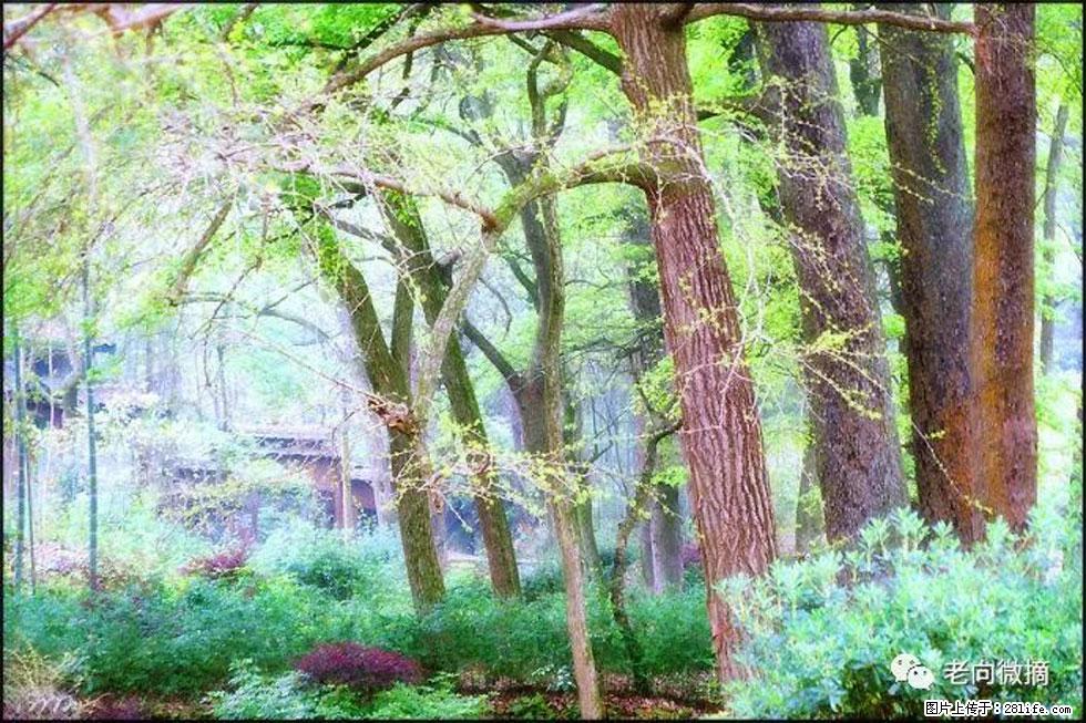 【春天,广西桂林灌阳县向您发出邀请!】在小龙村与春天约会 - 游山玩水 - 吐鲁番生活社区 - 吐鲁番28生活网 tlf.28life.com