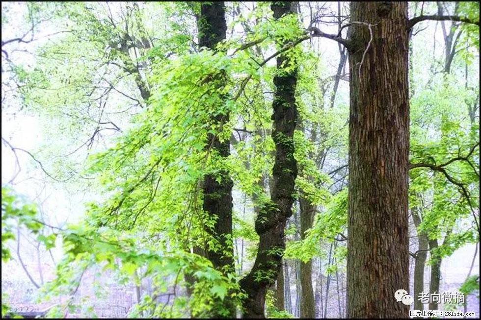 【春天,广西桂林灌阳县向您发出邀请!】在小龙村与春天约会 - 游山玩水 - 吐鲁番生活社区 - 吐鲁番28生活网 tlf.28life.com