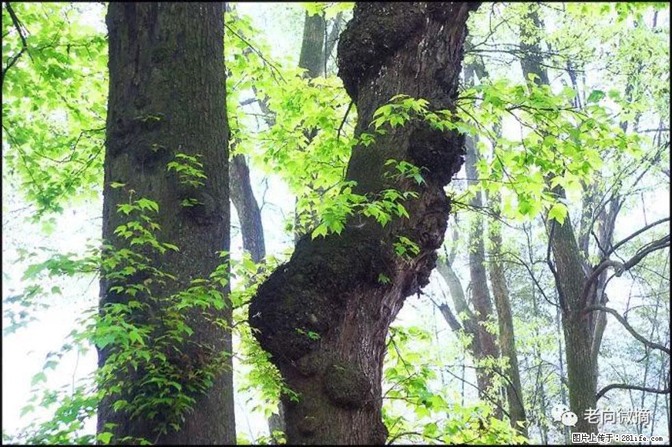 【春天,广西桂林灌阳县向您发出邀请!】在小龙村与春天约会 - 游山玩水 - 吐鲁番生活社区 - 吐鲁番28生活网 tlf.28life.com