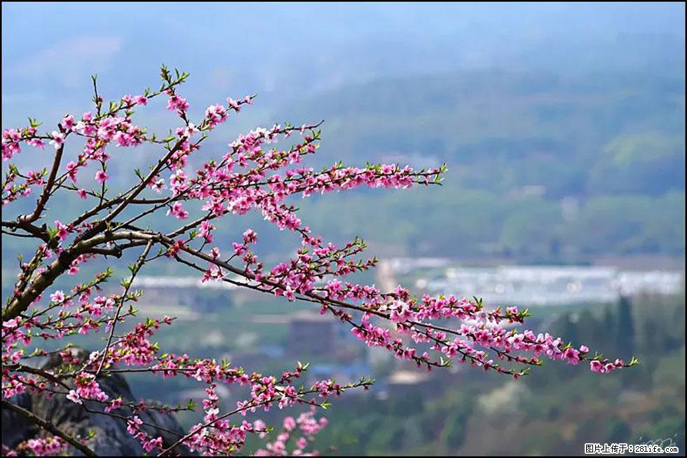 【春天,广西桂林灌阳县向您发出邀请!】望月岭上桃花开 - 游山玩水 - 吐鲁番生活社区 - 吐鲁番28生活网 tlf.28life.com