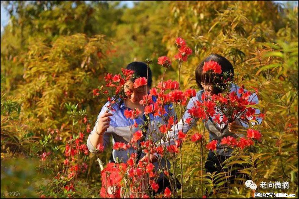 【春天,广西桂林灌阳县向您发出邀请!】登麒麟山,相约映山红 - 游山玩水 - 吐鲁番生活社区 - 吐鲁番28生活网 tlf.28life.com