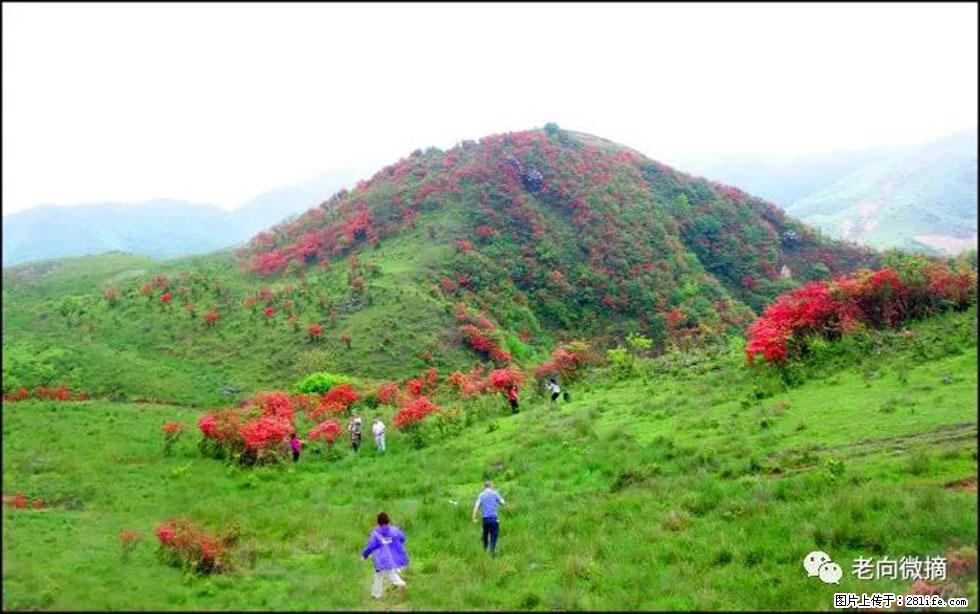 【春天,广西桂林灌阳县向您发出邀请!】宝盖山上映山红 - 游山玩水 - 吐鲁番生活社区 - 吐鲁番28生活网 tlf.28life.com