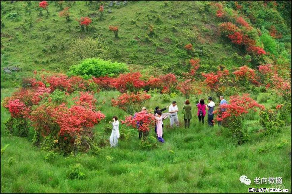 【春天,广西桂林灌阳县向您发出邀请!】宝盖山上映山红 - 游山玩水 - 吐鲁番生活社区 - 吐鲁番28生活网 tlf.28life.com