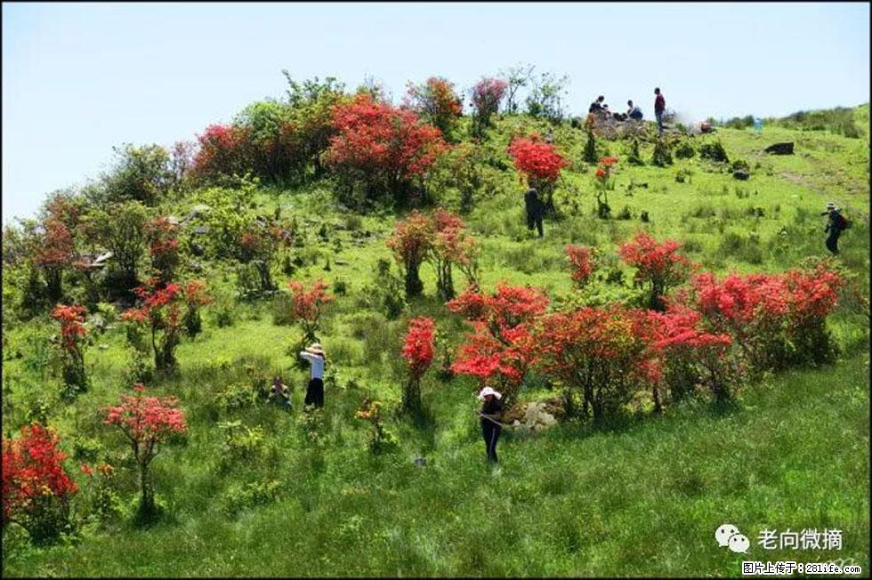 【春天,广西桂林灌阳县向您发出邀请!】宝盖山上映山红 - 游山玩水 - 吐鲁番生活社区 - 吐鲁番28生活网 tlf.28life.com
