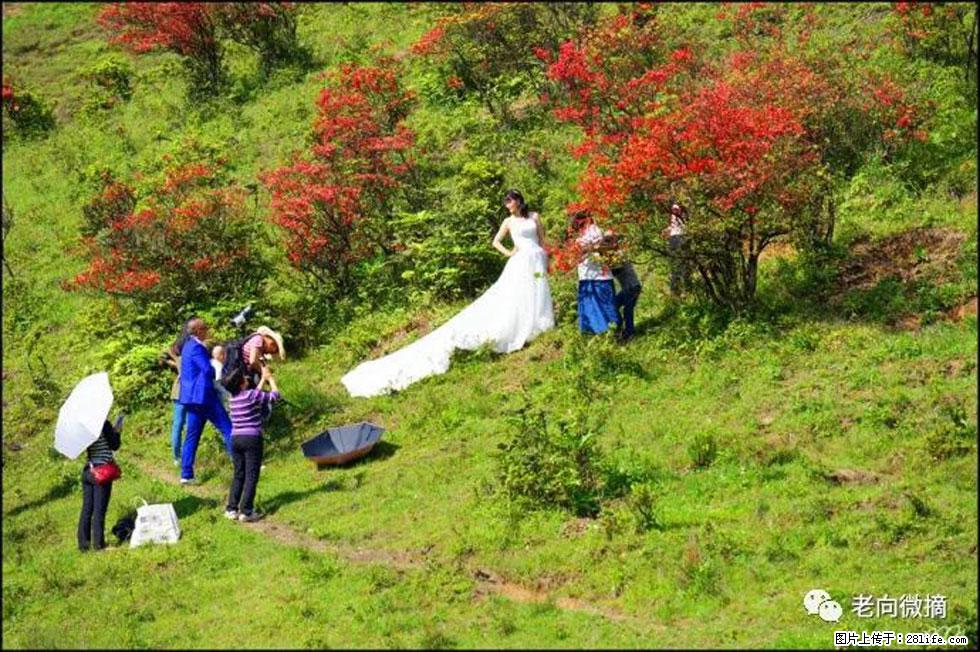 【春天,广西桂林灌阳县向您发出邀请!】宝盖山上映山红 - 游山玩水 - 吐鲁番生活社区 - 吐鲁番28生活网 tlf.28life.com