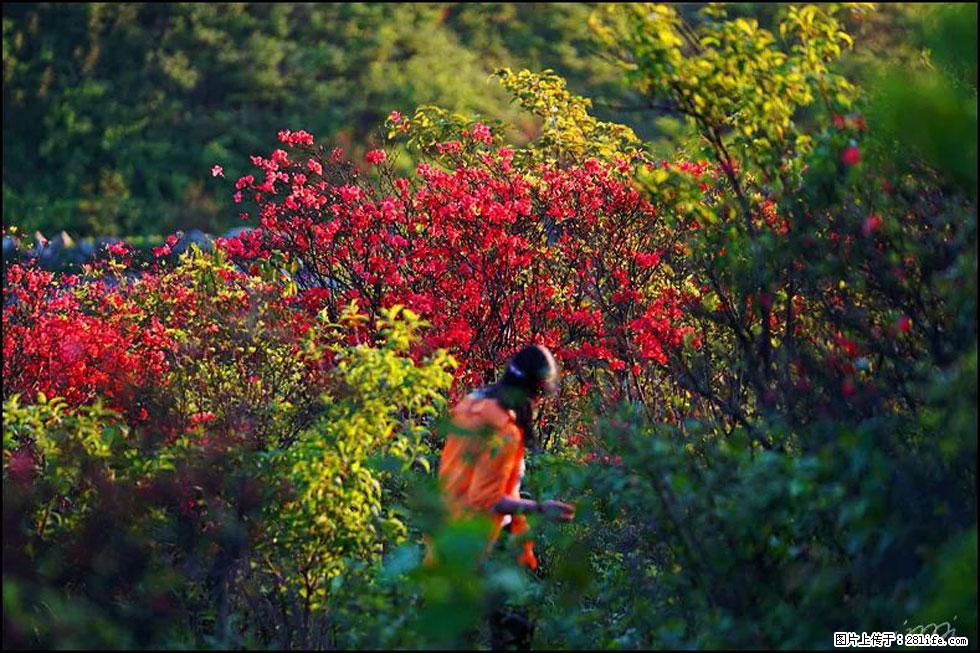 【春天,广西桂林灌阳县向您发出邀请!】春木界上映山红 - 游山玩水 - 吐鲁番生活社区 - 吐鲁番28生活网 tlf.28life.com