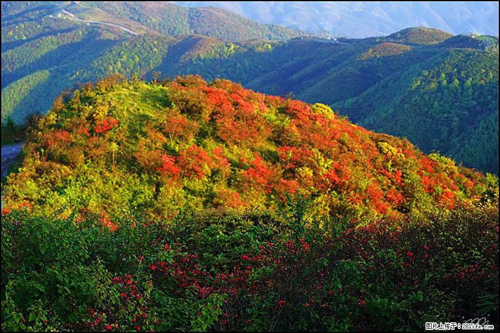 【春天,广西桂林灌阳县向您发出邀请!】春木界上映山红 - 游山玩水 - 吐鲁番生活社区 - 吐鲁番28生活网 tlf.28life.com
