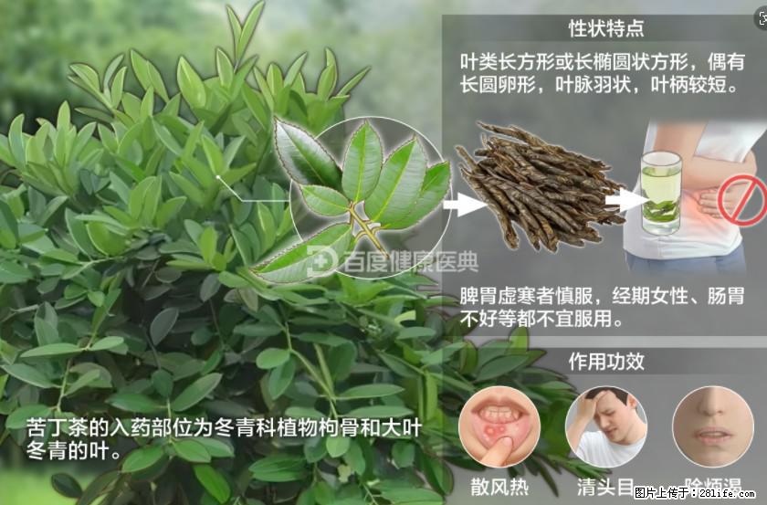 苦丁茶有哪些功效和作用 - 生活百科 - 吐鲁番生活社区 - 吐鲁番28生活网 tlf.28life.com