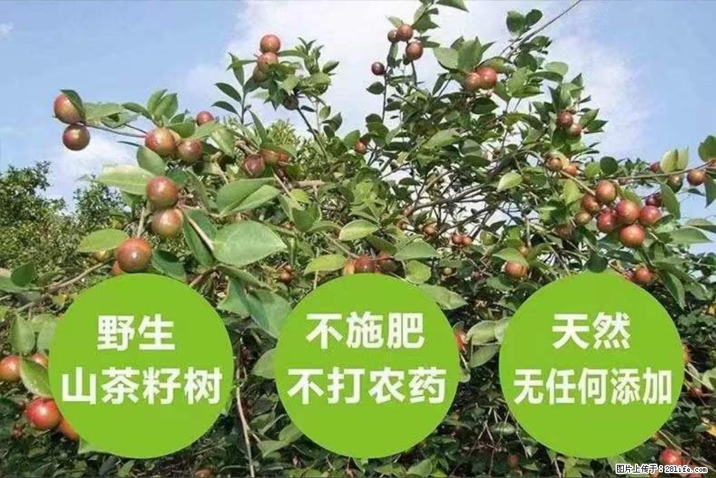 【灌阳县油茶产业示范区】一个有着充实的精神生活的人,对待身外之物自会有一种淡泊的态度 - 土特产 - 饮食特产 - 吐鲁番分类信息 - 吐鲁番28生活网 tlf.28life.com