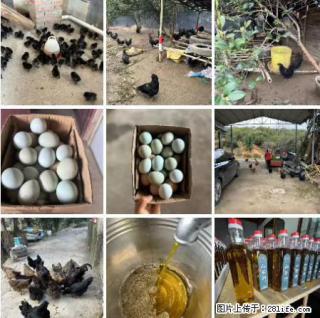 油茶园从小鸡仔开始养起的纯土鸡、土鸡蛋可以预定啦!还有前几天刚榨的纯山茶油哦 - 吐鲁番28生活网 tlf.28life.com