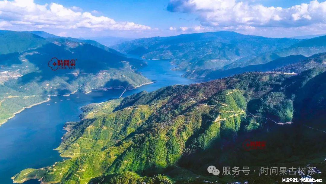 时间果百年古树龙珠普洱生茶 - 购物交流 - 吐鲁番生活社区 - 吐鲁番28生活网 tlf.28life.com