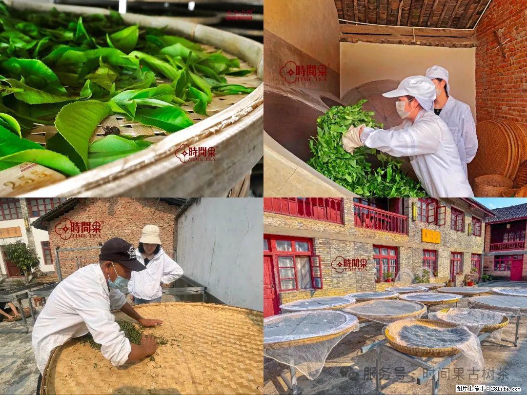 时间果百年古树龙珠普洱生茶 - 购物交流 - 吐鲁番生活社区 - 吐鲁番28生活网 tlf.28life.com
