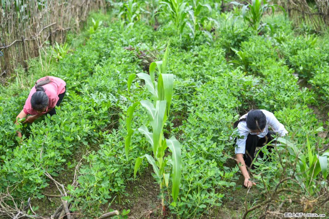 全网追的“扁担女孩”,找了一份暑假工,时薪12元 - 吐鲁番生活资讯 - 吐鲁番28生活网 tlf.28life.com