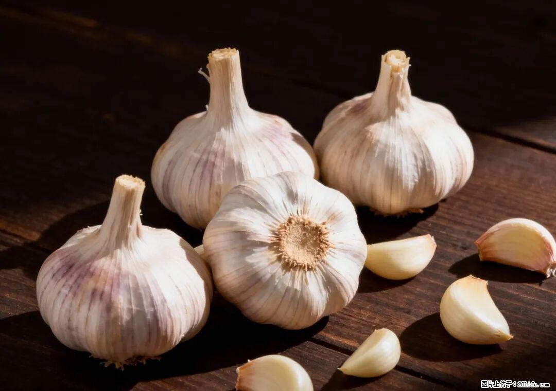 关于大蒜，除了“天然抗生素”，这4个谣言更该警惕! - 吐鲁番生活资讯 - 吐鲁番28生活网 tlf.28life.com