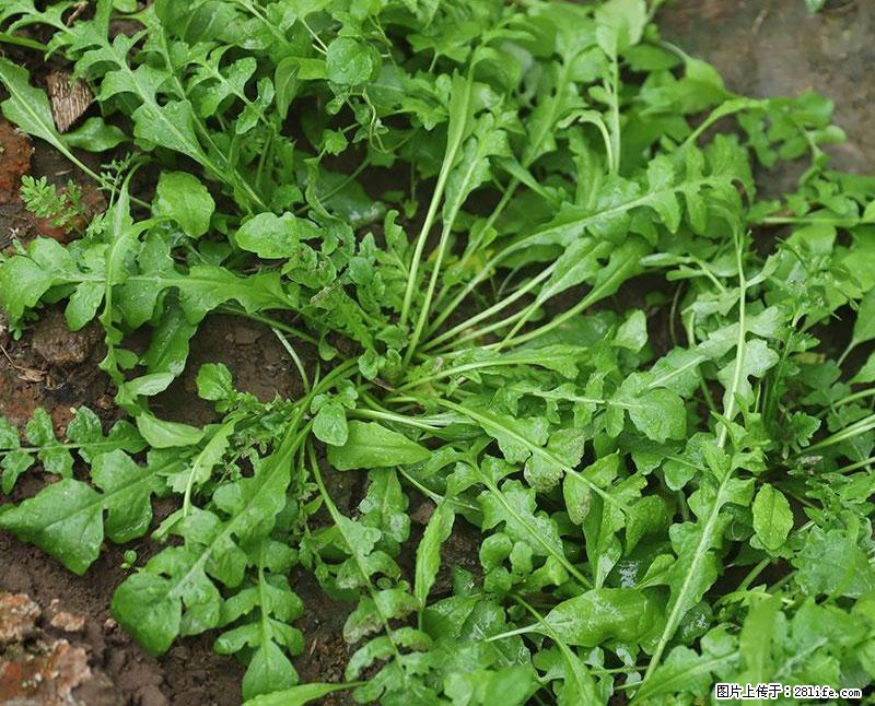 这些蔬菜是“天然钙片”，这6种被医生重点推荐 - 吐鲁番生活资讯 - 吐鲁番28生活网 tlf.28life.com