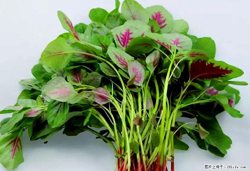 这些蔬菜是“天然钙片”，这6种被医生重点推荐 - 吐鲁番生活资讯 - 吐鲁番28生活网 tlf.28life.com